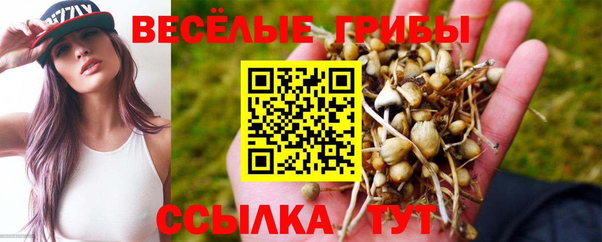 Елабуга  Псилоцибиновые грибы Psilocybe  Вход с VPN 
